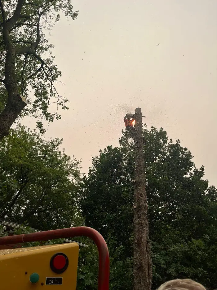 Arborist cutting the top section of a tall trunk from a bucket lift at dusk