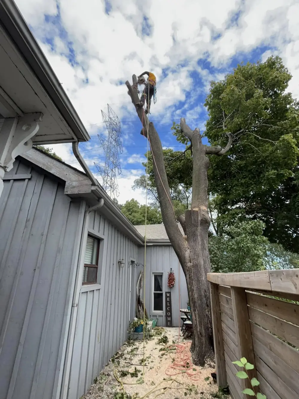 Timber Creek climber roped in high on a spar, removing a large tree section by section beside a house in Hamilton, ON