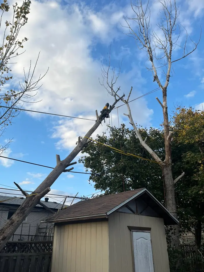 Tree climber dismantling a dead tree near power lines over a shed