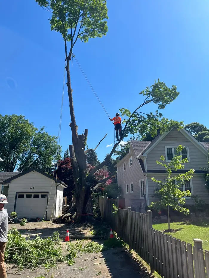 Arborist roped high in a large maple during a sectional tree removal beside a Hamilton home