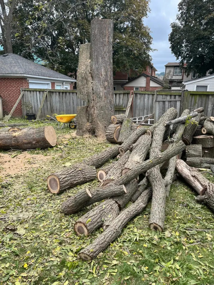 Large tree trunk sectioned and stacked after removal in Hamilton backyard
