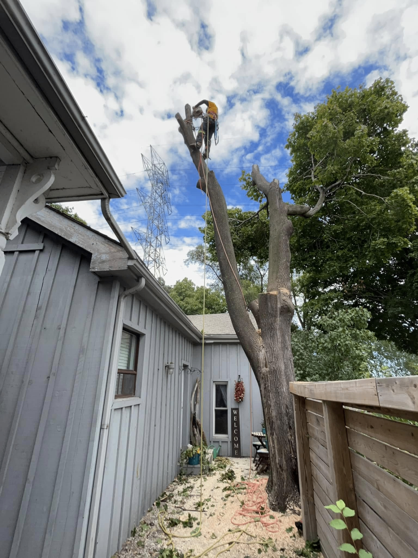 Arborist performing a controlled tree removal beside a home