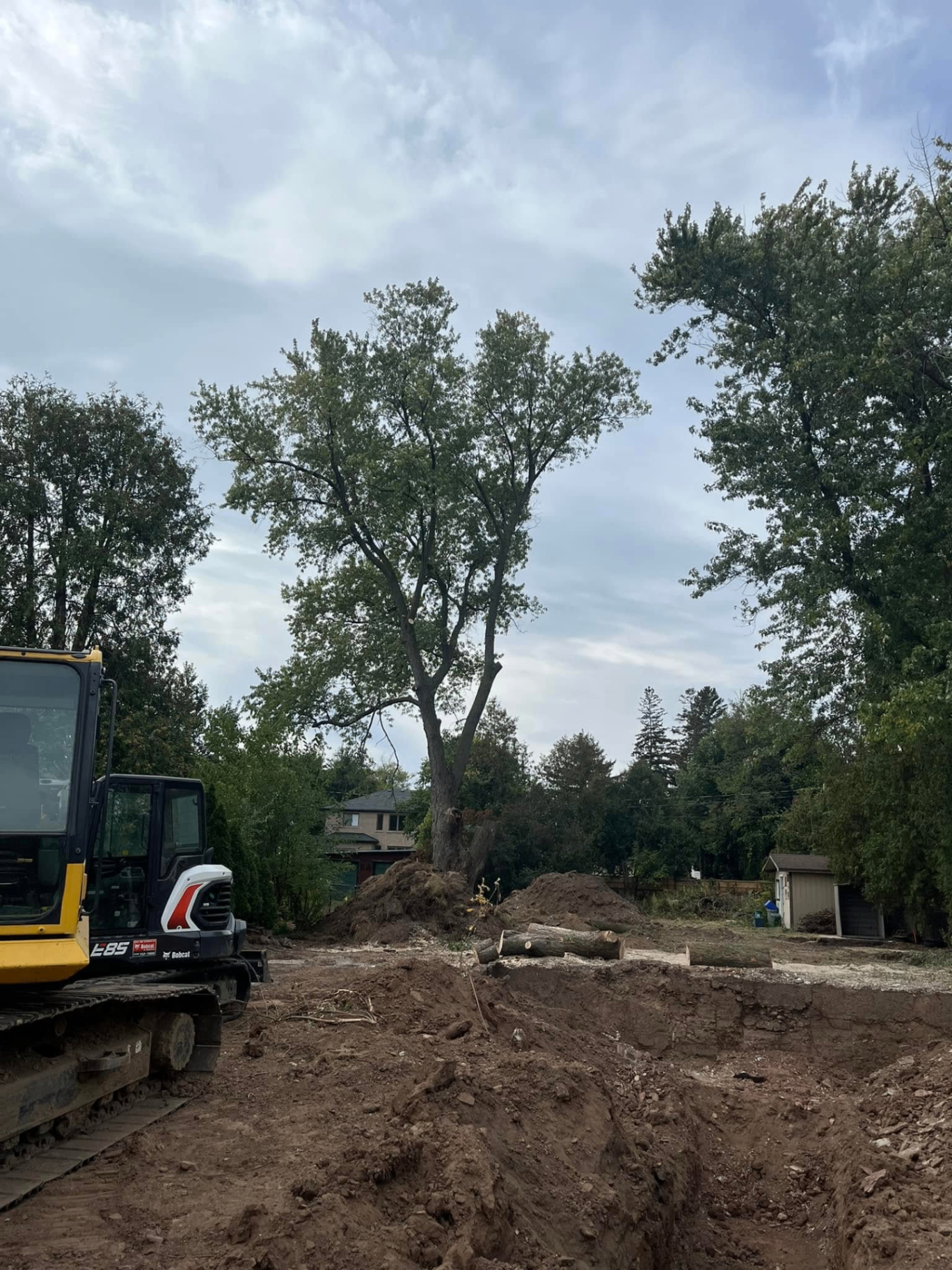 Large tree removal project with excavation equipment on site