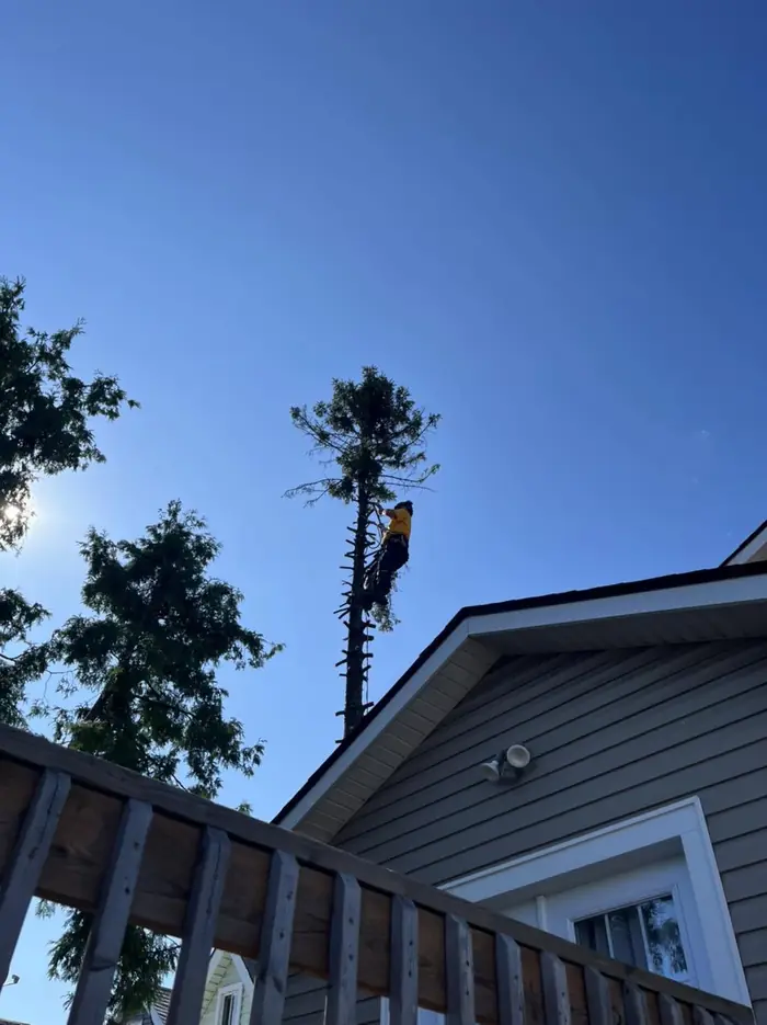Certified arborist climbing a tall conifer for removal in Hamilton, ON
