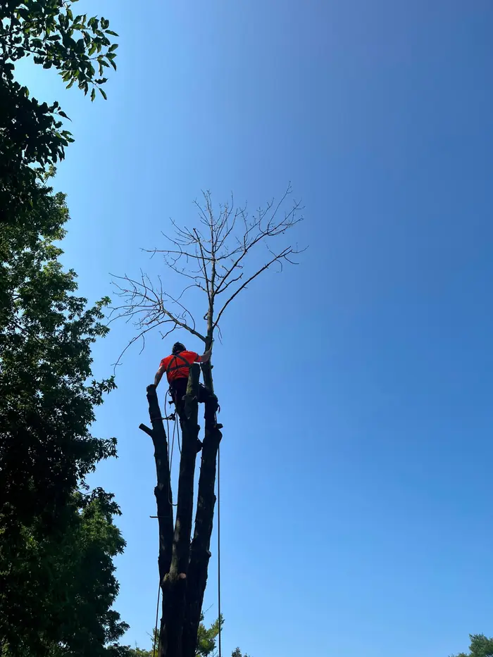 Climber topping a tall dead tree against a clear blue sky in Hamilton, ON
