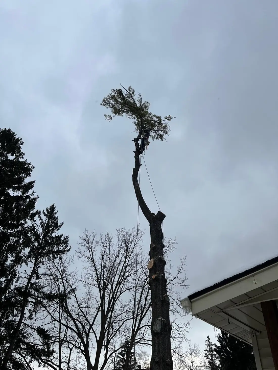 Tree Removal