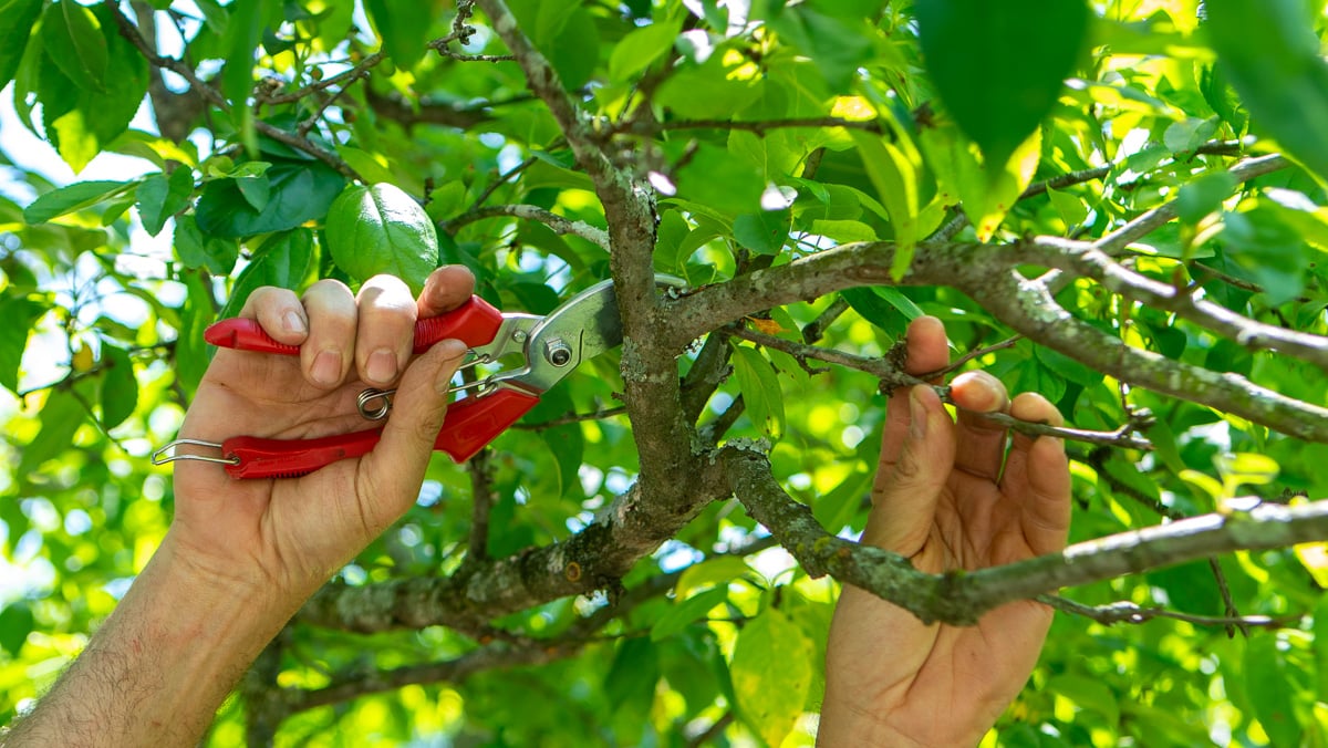 Tree Trimming & Pruning