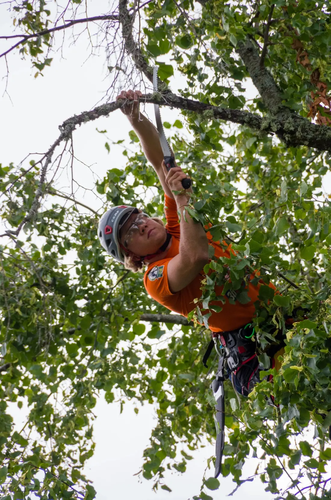 Tree Trimming & Pruning